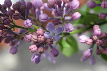 Naklejka na ściany i meble Big lilac branch bloom. Bright blooms of spring lilacs bush. Spring blue lilac flowers close-up on blurred background. Bouquet of purple flowers