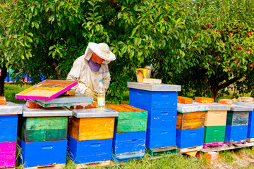 Apiarist, beekeeper is working in apiary, row of beehives, bee farm
