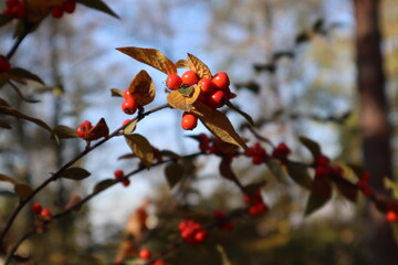 red berries on a branch