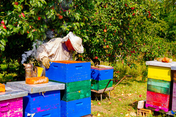 Apiarist, beekeeper is checking bees on honeycomb wooden frame