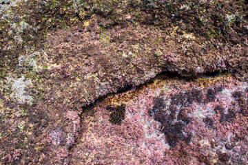 coral reef in the ocean viewed from above the ocean water