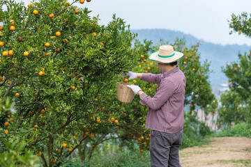 Farmer or gardener with glove using pruning shears harvest orange on the tree.