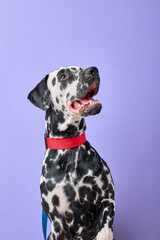 Purebred Dalmatian Dog, puppy, home lover Looking up isolated over purple background in studio. Young cute pet puppy with spotted body sitting alone, portrait copy space