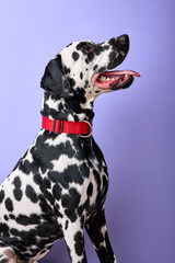 Side view of young Dalmatian puppy sitting, looking up at owner, isolated on purple violet studio background. Copy space. adorable domestic animal want to play. headshot