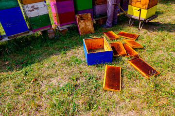 Scattered frames with honeycomb from the hives on the grass, beekeeper is packing them in the box