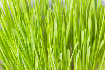 Naklejka na ściany i meble Fresh green grass, close-up. An element of home decor. Animal feed. A symbol of growth and ecology.