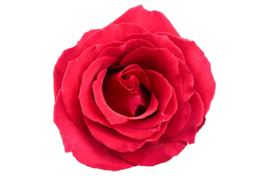 a beautiful red rose flower highlighted on a white background. Close-up