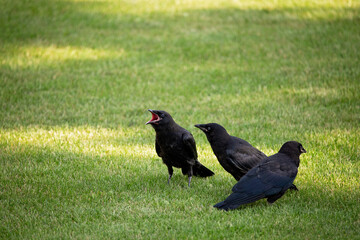 Three black crows with one cawing sitting on green grass - Powered by Adobe