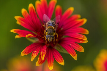 Bee on wild flower