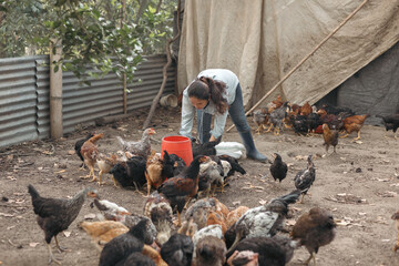 Woman farmer feeding her chickens on a micro farm