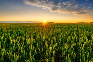 Scenic view at beautiful summer sunset in a wheaten shiny field with golden wheat and sun rays,...