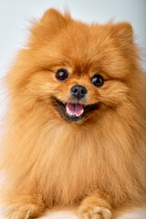 Pomeranian spitz Dog on Isolated White Studio Background, portrait copy space. fluffy cute domestic animal is looking funny and joyful playful