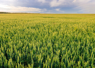 Scenic view at beautiful spring day in a wheaten shiny field with golden wheat and sun rays, deep blue cloudy sky and rows leading far away, valley landscape