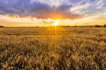 Obraz premium Amazing view at beautiful summer golden wheaten field with beautiful sunny sky on background, rows leading far away, valley landscape