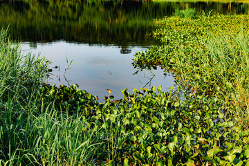 Paysage et plan d'eau