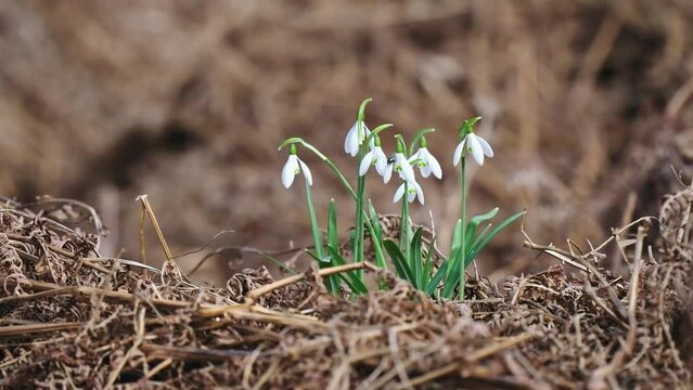 Snowdrop Emerging through Dead Bracken
