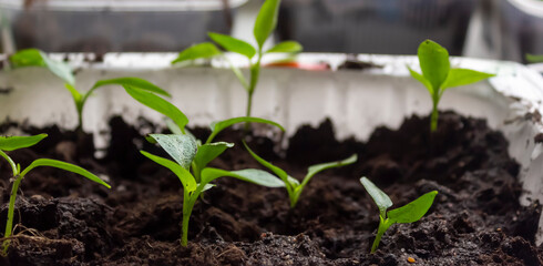 Seedlings of tomatoes and peppers on the windowsill at home