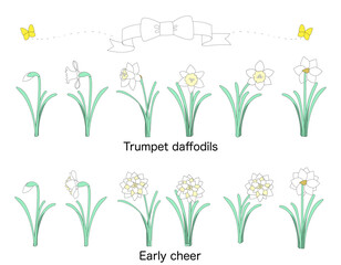 A collection of white ribbon, yellow butterflies, Poeticus narcissi, and early cheer