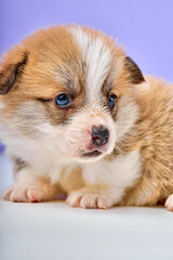 Cute puppy welsh corgi Pembroke on purple studio background copy space, alone, posing, looking with interest, exploring new place. close-up portrait