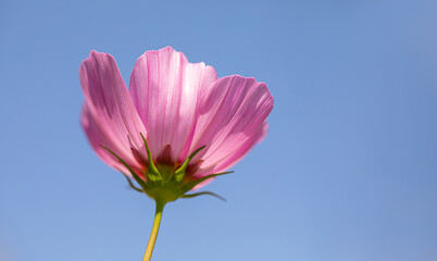 single cosmos flower pointing into a blue sky