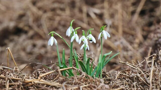 Snowdrop Emerging through Dead Bracken