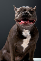 Close up of big cute brown bulldog posing at camera with tonque sticking out, beautiful domestic animal alone in studio on black background. pets concept