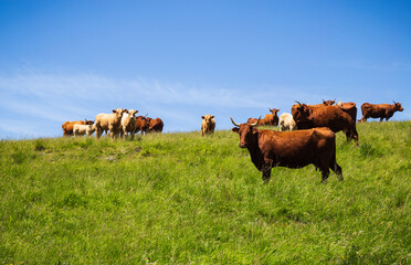 Salers cows in the pasture