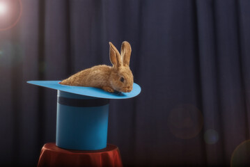 red rabbit in  hat on blue background