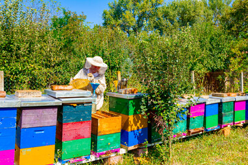 Apiarist pours syrup made of sugar and water to feed the bees