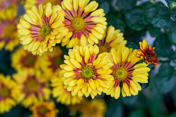 A beautiful blooming yellow medallion chrysanthemum