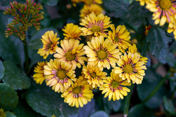 A beautiful blooming yellow medallion chrysanthemum