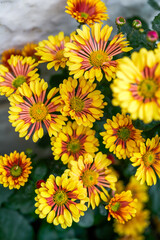 A beautiful blooming yellow medallion chrysanthemum