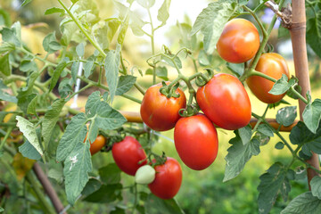 Growing your own vegetables is simple. Ripe red tomatoes from the tree ready to harvest in organic garden at thai backyard.