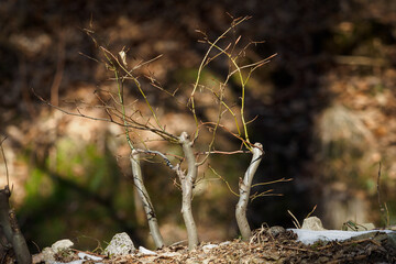 Three young beeches without leaves after cutting the trunk.