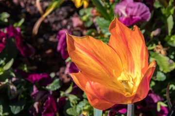 There are so many different types of beautiful tulips