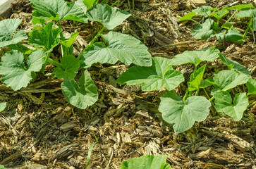 Young organic zucchini and squash plant growing on old wood mulch bed