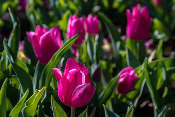 Tulips are so colorful and vibrant