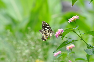 butterfly on a flower