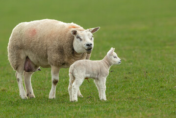 Naklejka na ściany i meble Close up of a fine Texel ewe or female sheep with her newborn lamb standing in a green meadow in early Spring Clean, green background. North Yorkshire. Copy Space. Horizontal.