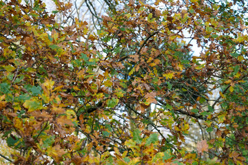 Oak leaves turning colour in the autumn fall