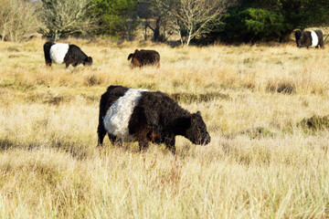 Cow in a meadow in Denmark
