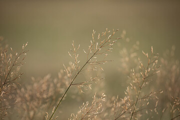 Dried field grasses in beige and green color