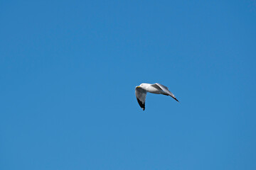Ring-billed Gull, frequently seen along beaches, flying in a clear blue sky.