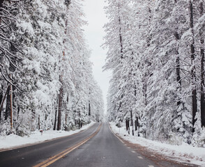 Plowed Road Between Tall Snow Covered Trees in Winter
