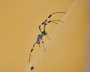 Nephila spider known as golden silk spider due to the color of its web