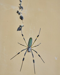 Nephila spider known as golden silk spider due to the color of its web