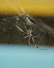 Nephila spider known as golden silk spider due to the color of its web