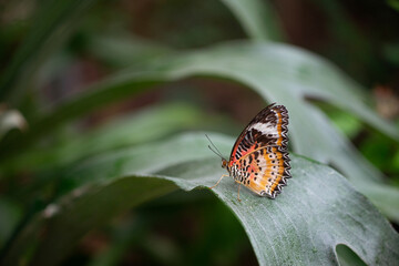 Fototapeta na wymiar Lacewing Butterfly Sitting On Leaf In Texas