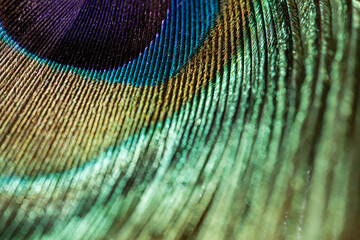 Peacock feather close up, beautiful colors