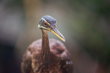 Sunbittern Bird From The Tropical Regions Of Americas